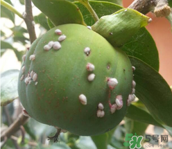 柿子長白點(diǎn)還能吃嗎？柿子上有白點(diǎn)能吃嗎？