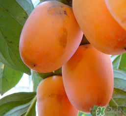 柿子長白點(diǎn)還能吃嗎？柿子上有白點(diǎn)能吃嗎？