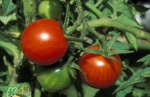 西紅柿皮有營養(yǎng)嗎?西紅柿皮的營養(yǎng)價(jià)值