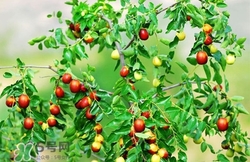 酸棗葉哪里有賣?酸棗葉的功效與作用 酸棗葉哪里有賣?酸棗葉的功效與作用