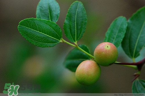 酸棗葉可以泡水喝嗎?酸棗葉泡水喝的功效 酸棗葉可以泡水喝嗎?酸棗葉泡水喝的功效