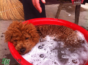 冬天狗狗多久洗一次澡？狗狗冬天久洗一次澡？