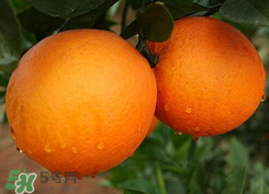 吃完橙子可以吃藥嗎？吃藥后可以吃橙子嗎？