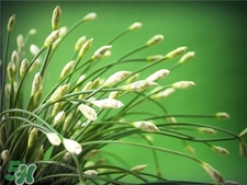 韭菜苔的營(yíng)養(yǎng)價(jià)值 韭菜苔的功效與作用