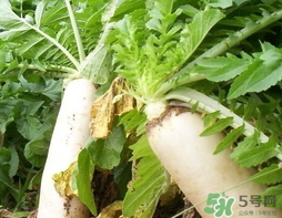 白蘿卜葉的營養(yǎng)價(jià)值 白蘿卜葉的功效與作用及做法 白蘿卜葉的營養(yǎng)價(jià)值 白蘿卜葉的功效與作用及做法