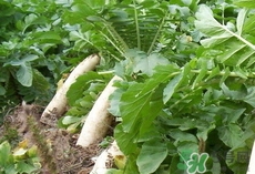 白蘿卜葉的營養(yǎng)價(jià)值 白蘿卜葉的功效與作用及做法 白蘿卜葉的營養(yǎng)價(jià)值 白蘿卜葉的功效與作用及做法