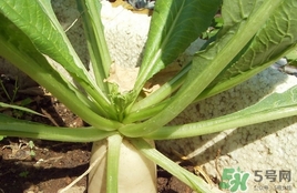 白蘿卜葉的營養(yǎng)價(jià)值 白蘿卜葉的功效與作用及做法 白蘿卜葉的營養(yǎng)價(jià)值 白蘿卜葉的功效與作用及做法