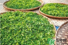 口含茶葉能治口臭嗎？口含茶葉有什么作用？