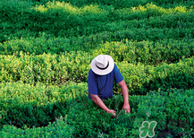 歐舒丹哪個系列產(chǎn)品最值得購買 歐舒丹哪個系列產(chǎn)品最值得購買
