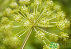 歐舒丹哪個系列產(chǎn)品最值得購買 歐舒丹哪個系列產(chǎn)品最值得購買