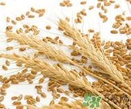 小麥胚芽孕婦可以吃嗎?孕婦吃小麥胚芽好嗎 小麥胚芽孕婦可以吃嗎?孕婦吃小麥胚芽好嗎