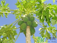 青木瓜怎么吃?青木瓜的功效與作用 青木瓜怎么吃?青木瓜的功效與作用