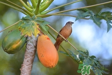 青木瓜怎么吃?青木瓜的功效與作用 青木瓜怎么吃?青木瓜的功效與作用