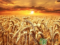 麥仁怎么做好吃?麥仁的功效與作用 麥仁怎么做好吃?麥仁的功效與作用