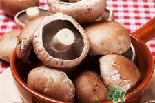 褐菇的營(yíng)養(yǎng)價(jià)值 褐菇的功效與作用 褐菇的營(yíng)養(yǎng)價(jià)值 褐菇的功效與作用