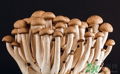 荔枝菌是什么?荔枝菌的功效與作用 荔枝菌是什么?荔枝菌的功效與作用