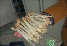 花生芽的營(yíng)養(yǎng)價(jià)值 花生芽的功效與作用 花生芽的營(yíng)養(yǎng)價(jià)值 花生芽的功效與作用