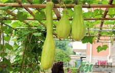 砍瓜的營(yíng)養(yǎng)價(jià)值 砍瓜的功效與作用