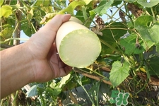 砍瓜的營(yíng)養(yǎng)價(jià)值 砍瓜的功效與作用