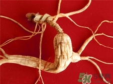 林下參的營養(yǎng)價(jià)值 林下參的功效與作用