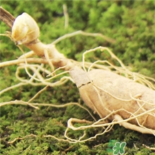 林下參的營養(yǎng)價(jià)值 林下參的功效與作用