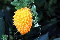 金鈴子的皮能吃嗎?金鈴子的皮有什么功效作用 金鈴子的皮能吃嗎?金鈴子的皮有什么功效作用