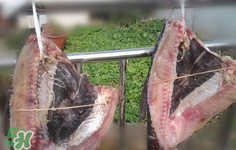 新鮮魚怎么腌制咸魚塊？咸魚塊怎么腌制