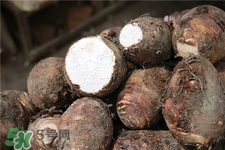 檳榔芋的營(yíng)養(yǎng)價(jià)值 檳榔芋頭的功效與作用