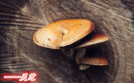 靈芝對(duì)腫瘤有治療效果嗎 靈芝對(duì)人體有什么好處