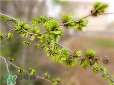 榆錢的營養(yǎng)價值 榆錢的功效與作用 榆錢的營養(yǎng)價值 榆錢的功效與作用