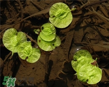 榆錢的營養(yǎng)價值 榆錢的功效與作用 榆錢的營養(yǎng)價值 榆錢的功效與作用