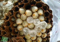蜂蛹怎么吃最有營養(yǎng)?蜂蛹的功效與作用 蜂蛹怎么吃最有營養(yǎng)?蜂蛹的功效與作用