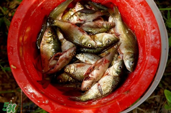 腌魚用什么容器？腌魚用什么裝？