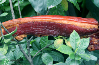 腌肉有亞硝酸鹽嗎？腌肉多久亞硝酸鹽最低？