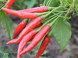 辣椒變紅能吃嗎？辣椒為什么會變紅？