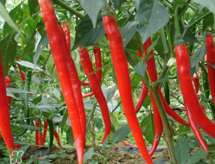 辣椒變紅能吃嗎？辣椒為什么會變紅？