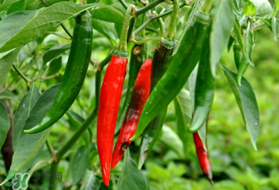辣椒變軟了還能吃嗎？辣椒變軟了怎么辦？
