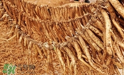 小孩咳嗽可以吃黨參嗎?小孩吃黨參會早熟嗎 小孩咳嗽可以吃黨參嗎?小孩吃黨參會早熟嗎