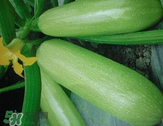 菜瓜是什么瓜?菜瓜的功效與作用 菜瓜是什么瓜?菜瓜的功效與作用