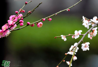 2017年立春是幾月幾號？2017年什么時候立春？