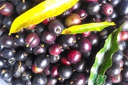 李子可以泡酒嗎?李子泡酒的功效與作用 李子可以泡酒嗎?李子泡酒的功效與作用