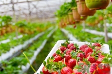 草莓蒂可以吃嗎?草莓蒂怎么去蒂 草莓蒂可以吃嗎?草莓蒂怎么去蒂