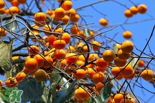 海帶和柿子能一起吃嗎?一起吃會(huì)怎么樣 海帶和柿子能一起吃嗎?一起吃會(huì)怎么樣