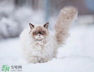 2017年什么時(shí)候最冷？2017年最冷的是哪幾天？