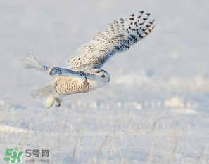 2017年三九四九是什么時候？2017年四九是哪天？