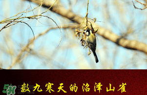 2017年三九四九是什么時候？2017年四九是哪天？