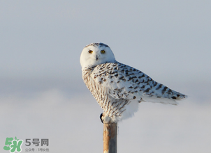 2017年三九四九是什么時候？2017年四九是哪天？