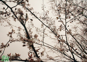 六九是幾號(hào)？2017年六九是哪天？