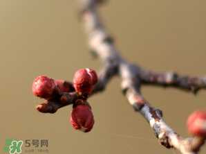 六九是幾號(hào)？2017年六九是哪天？