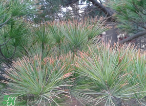 六九是幾號(hào)？2017年六九是哪天？